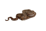 Load image into Gallery viewer, SALE! 2023 Female Fire Central American T+ Boa Constrictor