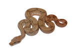 Load image into Gallery viewer, SALE! 2023 Female Fire Central American T+ Boa Constrictor