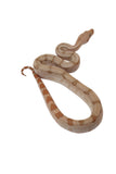 Load image into Gallery viewer, SALE! 2023 Female Fire Central American T+ Boa Constrictor