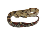 Load image into Gallery viewer, 2022 Male CBB Iquitos Peruvian Red Tailed Boa Constrictor.