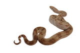 Load image into Gallery viewer, SALE! 2023 Female Fire Central American T+ Boa Constrictor