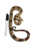 Load image into Gallery viewer, 2022 Male CBB Iquitos Peruvian Red Tailed Boa Constrictor.