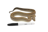 Load image into Gallery viewer, 2022 Male Sterling Het Kahl Albino Boa Constrictor