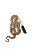 Load image into Gallery viewer, SALE! 2023 Female Fire Central American T+ Boa Constrictor