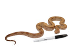 Load image into Gallery viewer, 2022 Male Burke T+ Fire Boa Constrictor