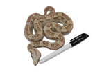 Load image into Gallery viewer, SALE! 2022 Male VPI Aztec Snow Glow Boa Constrictor.
