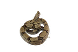 Load image into Gallery viewer, 2022 Male CBB Iquitos Peruvian Red Tailed Boa Constrictor.