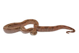 Load image into Gallery viewer, 2022 Female Burke T+ Hypo Fire Boa Constrictor.