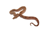 Load image into Gallery viewer, 2022 Female Burke T+ Hypo Fire Boa Constrictor.