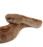 Load image into Gallery viewer, 2022 Female Burke T+ Hypo Fire Boa Constrictor