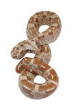 Load image into Gallery viewer, 2022 Male VPI Aztec Sunglow Boa Constrictor