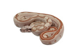 Load image into Gallery viewer, 2023 Female Jungle Labyrinth 66% Het Khal Albino 50% Het Anerythristic Boa Constrictor.