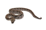 Load image into Gallery viewer, 2023 Female Dumeril&#39;s Boa