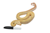 Load image into Gallery viewer, 2021 Female Lipstick Line Albino IMG Super Stripe Boa Constrictor