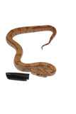 Load image into Gallery viewer, 2022 Female Burke T+ Hypo Fire Boa Constrictor