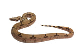 Load image into Gallery viewer, 2022 Male South Brazilian Boa Constrictor Amarali - Kerry King Stock.