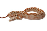Load image into Gallery viewer, 2022 Male VPI Aztec Sunglow Boa Constrictor - Smoking