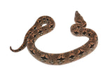 Load image into Gallery viewer, 2023 Male Dumeril&#39;s Boa