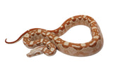 Load image into Gallery viewer, 2022 Male VPI Aztec Sunglow Boa Constrictor - Smoking