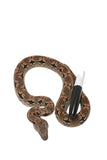 Load image into Gallery viewer, 2023 Male Dumeril&#39;s Boa