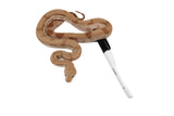Load image into Gallery viewer, 2022 Female Burke T+ Hypo Fire Boa Constrictor