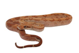 Load image into Gallery viewer, SALE! 2022 Female Burke T+ Hypo Fire Boa Constrictor.