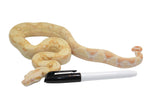 Load image into Gallery viewer, 2021 Female Khal Albino IMG Boa Constrictor.