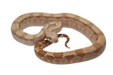 Load image into Gallery viewer, SALE! 2023 Female Fire Central American T+ Boa Constrictor