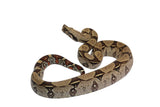 Load image into Gallery viewer, 2022 Male CBB Iquitos Peruvian Redtail Boa Constrictor.