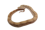 Load image into Gallery viewer, SALE! 2023 Female Fire Central American T+ Boa Constrictor