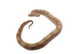 Load image into Gallery viewer, SALE! 2023 Female Fire Central American T+ Boa Constrictor