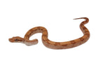Load image into Gallery viewer, SALE! 2022 Female Burke T+ Hypo Fire Boa Constrictor.