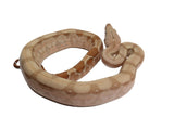 Load image into Gallery viewer, SALE! 2023 Female Fire Central American T+ Boa Constrictor