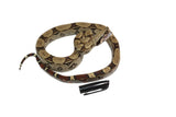 Load image into Gallery viewer, 2022 Male CBB Iquitos Peruvian Redtail Boa Constrictor.