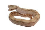 Load image into Gallery viewer, SALE! 2023 Female Fire Central American T+ Boa Constrictor