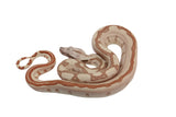 Load image into Gallery viewer, 2023 Female Jungle Labyrinth 66% Het Khal Albino 50% Het Anerythristic Boa Constrictor.