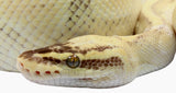 Load image into Gallery viewer, 2019 Female Lesser Pastel Enchi ++