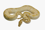Load image into Gallery viewer, 2019 Male Banana Jungle Woma Clown Breeder Ball Python