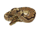 Load image into Gallery viewer, 2019 Male Spider Ball Python
