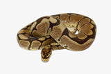 Load image into Gallery viewer, 2019 Male Spider Ball Python