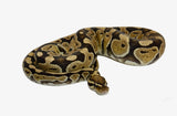 Load image into Gallery viewer, 2019 Male Lace 100%Het Clown Ball Python
