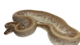 Load image into Gallery viewer, 2019 Male Hidden Gene Woma Mojave Yellow Belly Lucifer Fader Ball Python