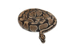 Load image into Gallery viewer, 2019 Female Spotnose Possible Het Clown Ball Python
