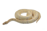 Load image into Gallery viewer, 2019 Female Candino Ball Python