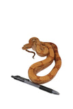 Load image into Gallery viewer, 2022 Female Burke T+ Hypo Boa Constrictor.