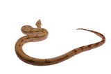 Load image into Gallery viewer, 2021 Female Burke T+ Fire Partial Stripe Boa Constrictor.