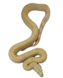 Load image into Gallery viewer, 2021 Female Sunglow (Albino) Motley IMG Jungle Boa Constrictor.