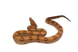 Load image into Gallery viewer, 2021 Male Hypo Burke T+ Fire Boa Constrictor