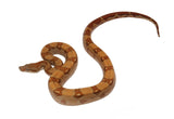 Load image into Gallery viewer, 2021 Male Hypo Burke T+ Fire Boa Constrictor