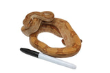 Load image into Gallery viewer, SALE! 2021 Female Burke T+ Possible Fire from Stripe Boa Constrictor.